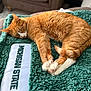 Lux joined the competition — help win amazing prizes! cat, orange_cat, sleeping, blanket, green_blanket, michigan_state, indoor, cozy, feline, pet, resting, fur, whiskers, paw, soft_texture, couch, home, relaxation, animal, comfortable