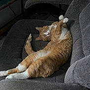 Lux is registered to the contest to win money with this photo: cat, orange_cat, white_cat, feline, pet, chair, gray_chair, indoor, relaxed, sprawled, home_office, keyboard, mouse, wooden_desk, floor, cozy, sleepy, fur, paw, tail