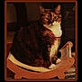 animal, brown, cat, cute, dim_light, domestic_cat, fur, furniture, house_pet, indoor, looking, pet, resting, rocking_chair, sitting, striped, tabby, white_chest, white_paws, wood