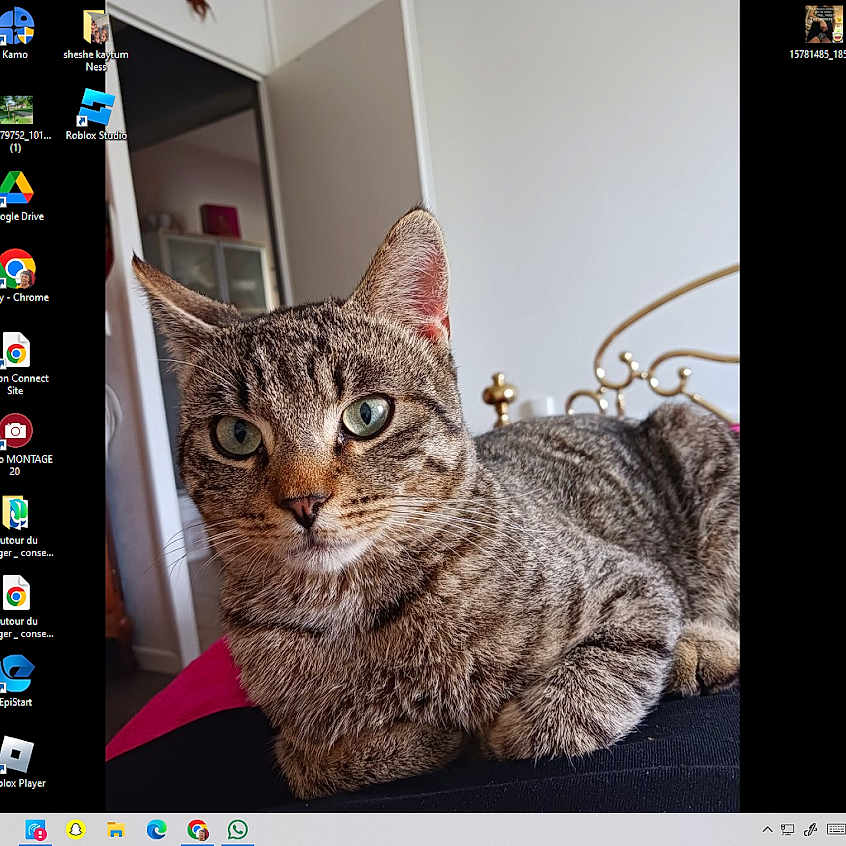 Tigrou participe au concours pour gagner de l'argent avec cette photo : animal, bed, cat, close_up, comfort, domestic, ears, feline, fur, furniture, green_eyes, household, indoor, pet, portrait, relaxed, resting, room, tabby, whiskers