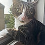 Sushi participe au concours pour gagner de l'argent avec cette photo : cat, tabby, windowsill, whiskers, fur, animal, pet, indoor, closeup, portrait, curious, natural_light, green_eyes, window, blurred_background, relaxed, feline, domestic_animal, looking_away, soft_light