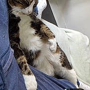 Sushi a rejoint le concours — aidez-le/la à gagner de superbes lots ! cat, tabby_cat, white_paws, relaxing, indoor, person, blue_pants, lap, cat_tree, blanket, furniture, resting, cozy, pet, animal, sleeping_cat, casual, home, comfort, soft_lighting