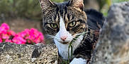 Sushi a rejoint le concours — aidez-le/la à gagner de superbes lots ! cat, tabby, animal, outdoor, nature, greenery, flower, pink_flower, rock, crevice, curious, pet, feline, closeup, portrait, whiskers, paw, grass, daylight, garden