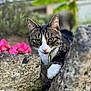 cat, tabby, animal, outdoor, nature, greenery, flower, pink_flower, rock, crevice, curious, pet, feline, closeup, portrait, whiskers, paw, grass, daylight, garden