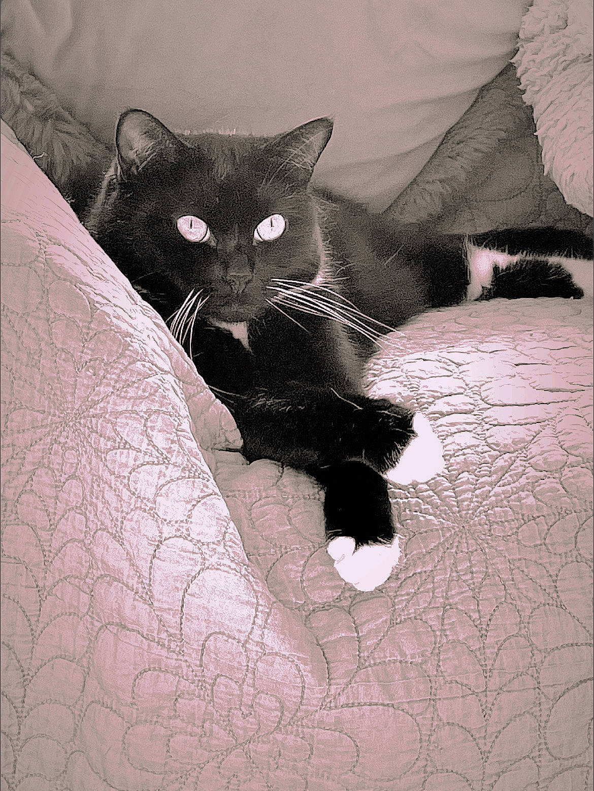 Tilly is registered to the contest to win money with this photo: art, black_cat, carnivore, cat, claw, comfort, domestic_short_haired_cat, felidae, fur, grey, monochrome_photography, pattern, paw, small_to_medium_sized_cats, snout, tail, terrestrial_animal, tints_and_shades, whiskers, window