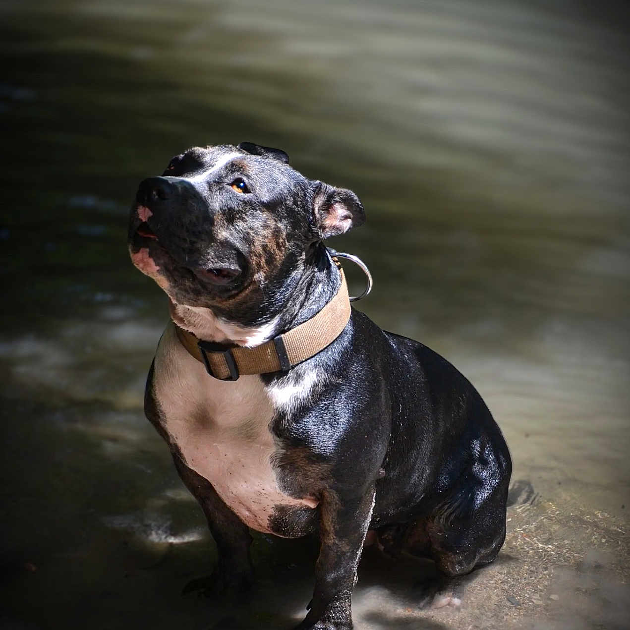 Uzzy participe au concours pour gagner de l'argent avec cette photo : accessories, animal, bostonbull, boxer, bulldog, canine, collar, dog, frenchbulldog, greatdane, hound, labradorretriever, leash, pet, pitbull, pointer, puppy, snout, terrier, water