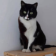 Chouquette participe au concours pour gagner de l'argent avec cette photo : cat, tuxedo_cat, green_eyes, wooden_shelf, indoor, pet, feline, animal, curious, sitting, whiskers, black_and_white, paws, tail, fur, close_up, domestic_cat, house_pet, quiet, alert