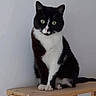 cat, tuxedo_cat, green_eyes, wooden_shelf, indoor, pet, feline, animal, curious, sitting, whiskers, black_and_white, paws, tail, fur, close_up, domestic_cat, house_pet, quiet, alert