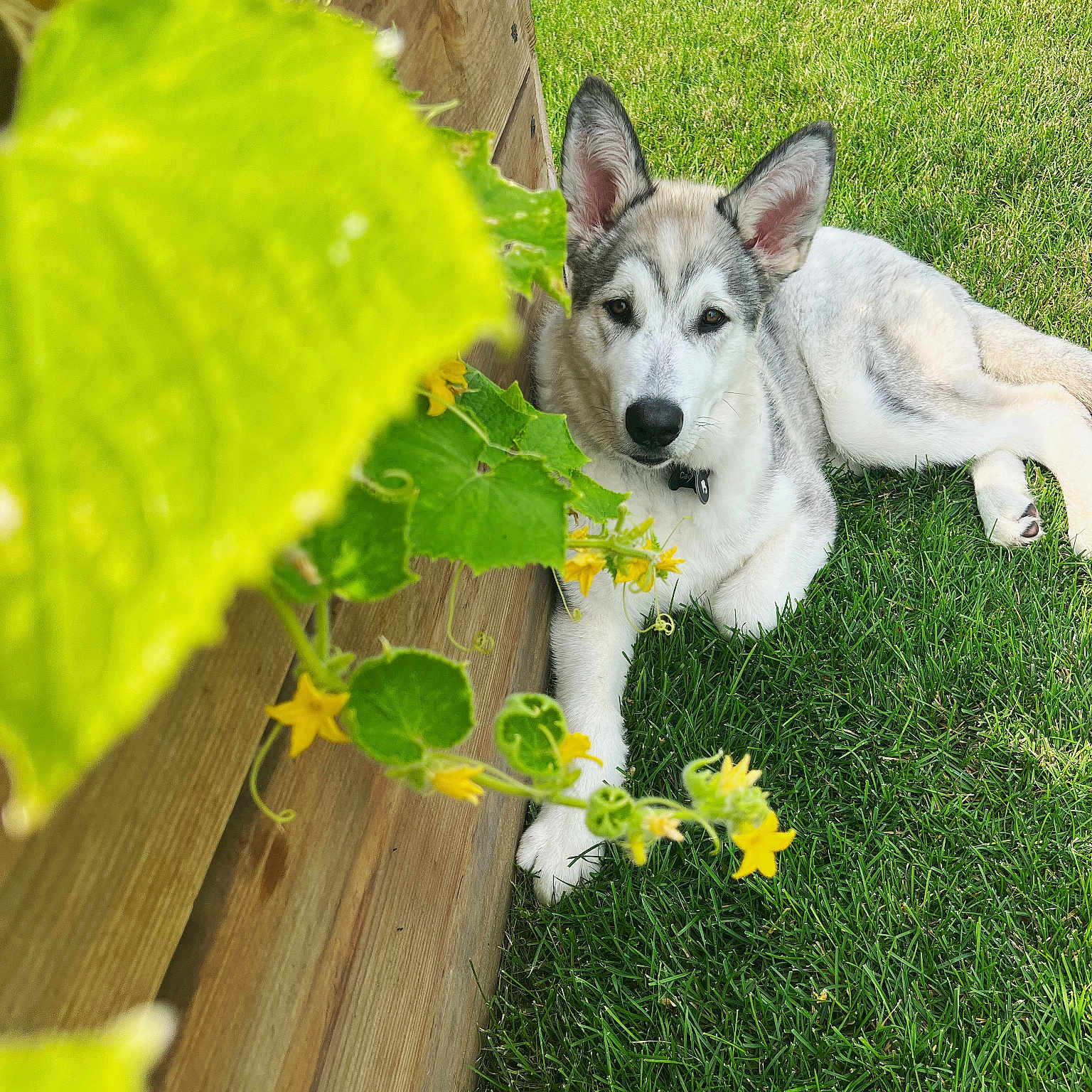 Caesar