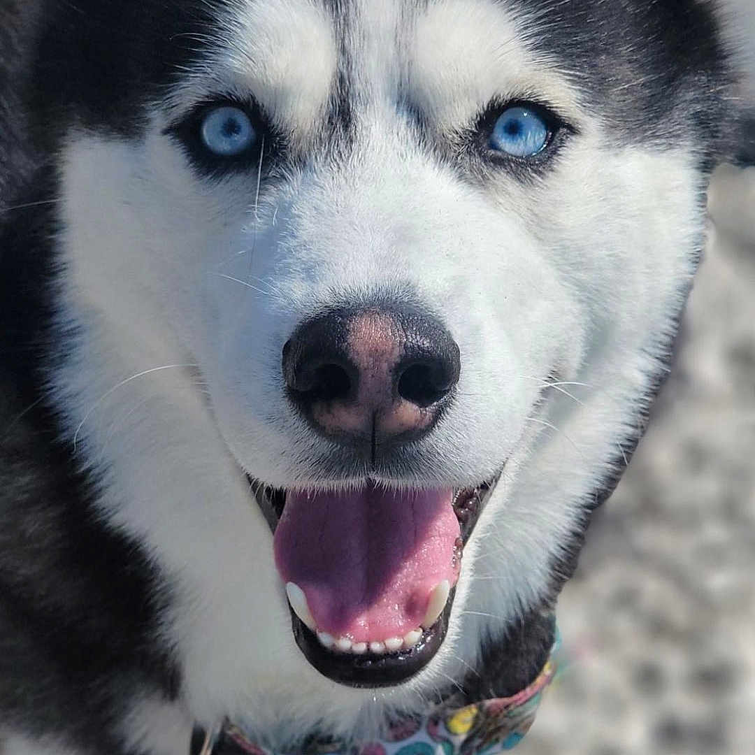 Zeus joined the competition — help win amazing prizes! animal, bodypart, canine, dog, eskimodog, hound, husky, mouth, nature, outdoors, person, pet, puppy, rock, snout, snow, teeth, tongue, whitedog