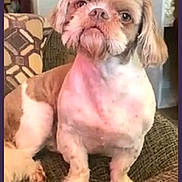 Oscar is registered to the contest to win money with this photo: dog, pet, indoor, couch, furniture, small_dog, shih_tzu, groomed, brown_and_white, sitting, looking_up, home, living_room, pillow, carpet, cute, animal, companion, portrait, domestic