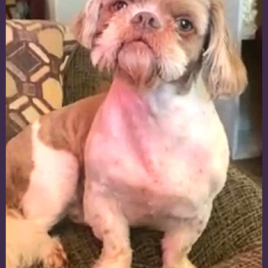 Oscar is registered to the contest to win money with this photo: dog, pet, indoor, couch, furniture, small_dog, shih_tzu, groomed, brown_and_white, sitting, looking_up, home, living_room, pillow, carpet, cute, animal, companion, portrait, domestic