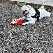 Shelby participe au concours pour gagner de l'argent avec cette photo : dog, pug, white_dog, toy, stuffed_toy, gravel, outdoor, pet, animal, cute, playful, security_harness, tongue_out, lying_down, happy, guard, canine, fur, small_dog, daylight