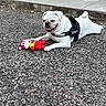 dog, pug, white_dog, toy, stuffed_toy, gravel, outdoor, pet, animal, cute, playful, security_harness, tongue_out, lying_down, happy, guard, canine, fur, small_dog, daylight
