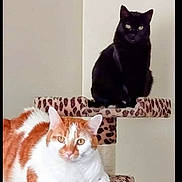 Pepper And Tiger joined the competition — help win amazing prizes! cat, cats, orange_and_white_cat, black_cat, pet, feline, animal, cat_tree, scratching_post, leopard_print, indoors, portrait, sitting, lying_down, front_view, green_eyes, yellow_eyes, fur, home, funny