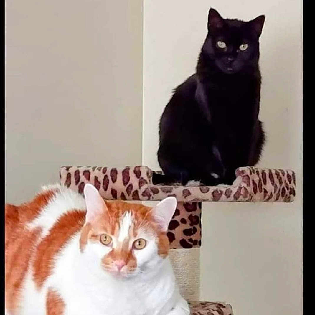 Pepper And Tiger