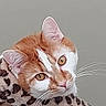 Tiger joined the competition — help win amazing prizes! cat, orange_cat, white_cat, fluffy, fur, whiskers, golden_eyes, green_eyes, pink_nose, ears, close_up, portrait, pet, indoor, blanket, textured_fabric, gray_background, looking_at_camera, alert, cute