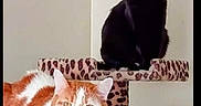Tiger is registered to the contest to win money with this photo: cat, cats, black_cat, orange_cat, white_cat, pet, animal, feline, cat_tree, scratching_post, leopard_print, indoors, portrait, sitting, lying_down, green_eyes, yellow_eyes, fur, home, funny