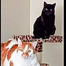 cat, cats, black_cat, orange_cat, white_cat, pet, animal, feline, cat_tree, scratching_post, leopard_print, indoors, portrait, sitting, lying_down, green_eyes, yellow_eyes, fur, home, funny