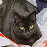 cat, black_cat, animal, pet, feline, green_eyes, fur, whiskers, ears, face, portrait, close_up, staring, lying_down, indoor, shopping_bags, plastic, household, dramatic_eyes, curious
