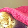 Tiger is registered to the contest to win money with this photo: cat, orange_cat, sleeping, sleepy, blanket, pink_blanket, cozy, indoors, pet, fur, whiskers, animal, resting, cuddling, warm, soft, closeup, portrait, nap, relaxed