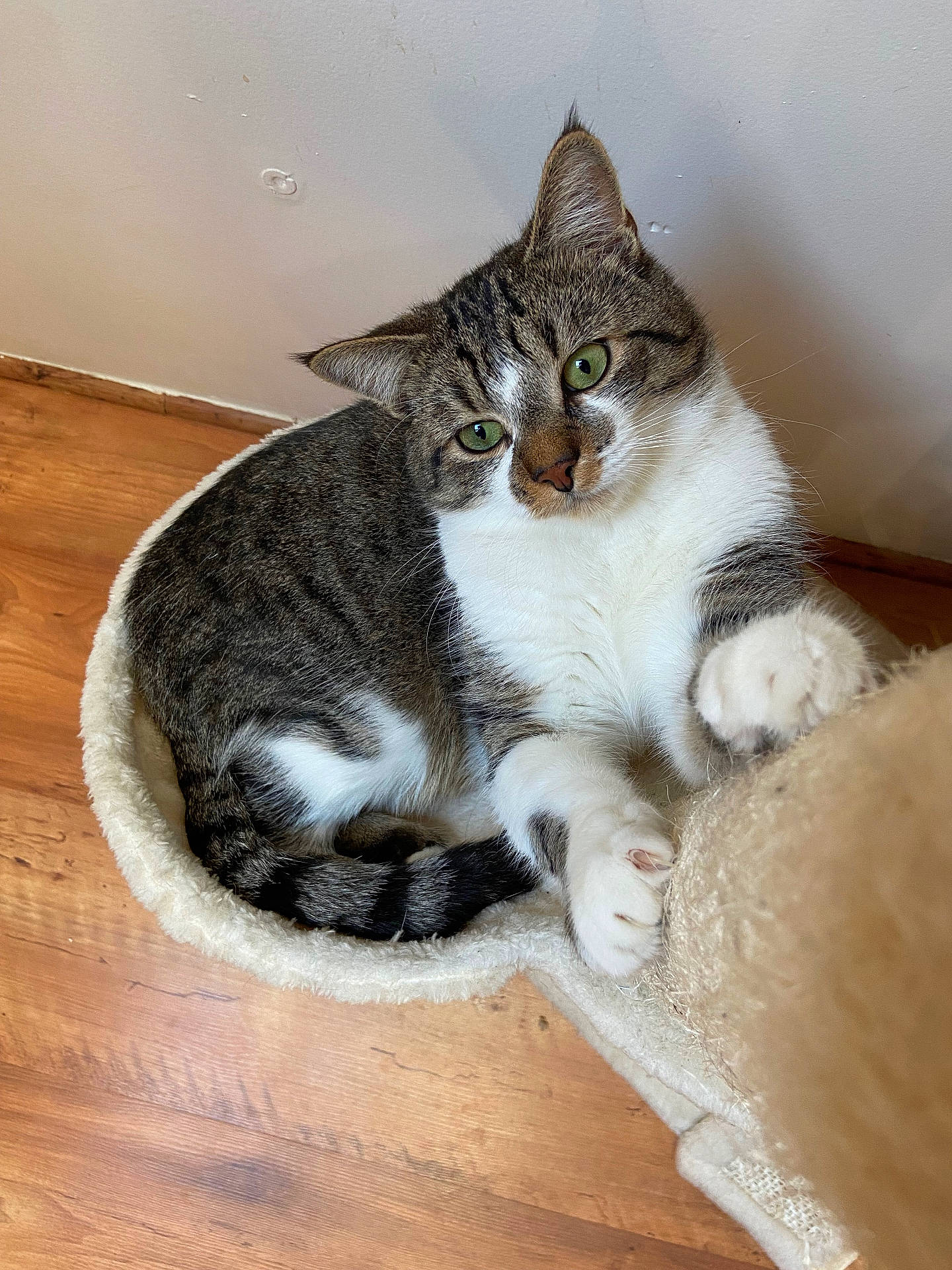 Uzy a rejoint le concours — aidez-le/la à gagner de superbes lots ! abyssinian, animal, architecture, basket, building, canine, cat, chair, couch, dog, furniture, hardwood, indoors, kitten, livingroom, manx, person, pet, sleeping, wood