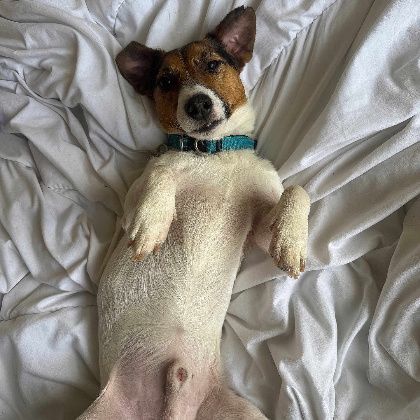 Marcus participe au concours pour gagner de l'argent avec cette photo : animal, bed, brown_fur, canine, collar, cute, dog, domestic_animal, ears, fur, indoor, lying_down, mammal, paw, pet, relaxed, resting, sheet, sleepy, white_fur