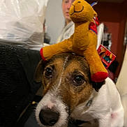 Marcus participe au concours pour gagner de l'argent avec cette photo : animal, blurred_background, brown, casual, comfort, companion, couch, dog, expression, fabric, face, home, indoor, looking, person, pet, plush, seated, toy, white