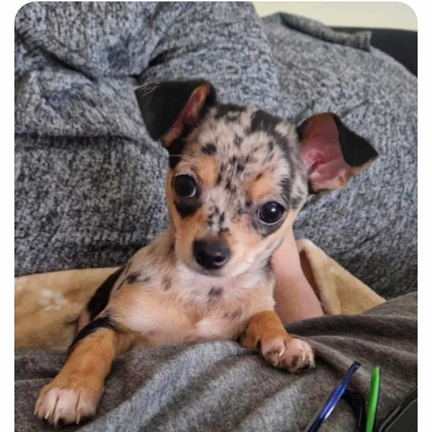 Poppy participe au concours pour gagner de l'argent avec cette photo : accessories, animal, blanket, canine, chihuahua, couch, cushion, dog, face, head, homedecor, hound, indoors, interiordesign, person, pet, photography, portrait, puppy, strap