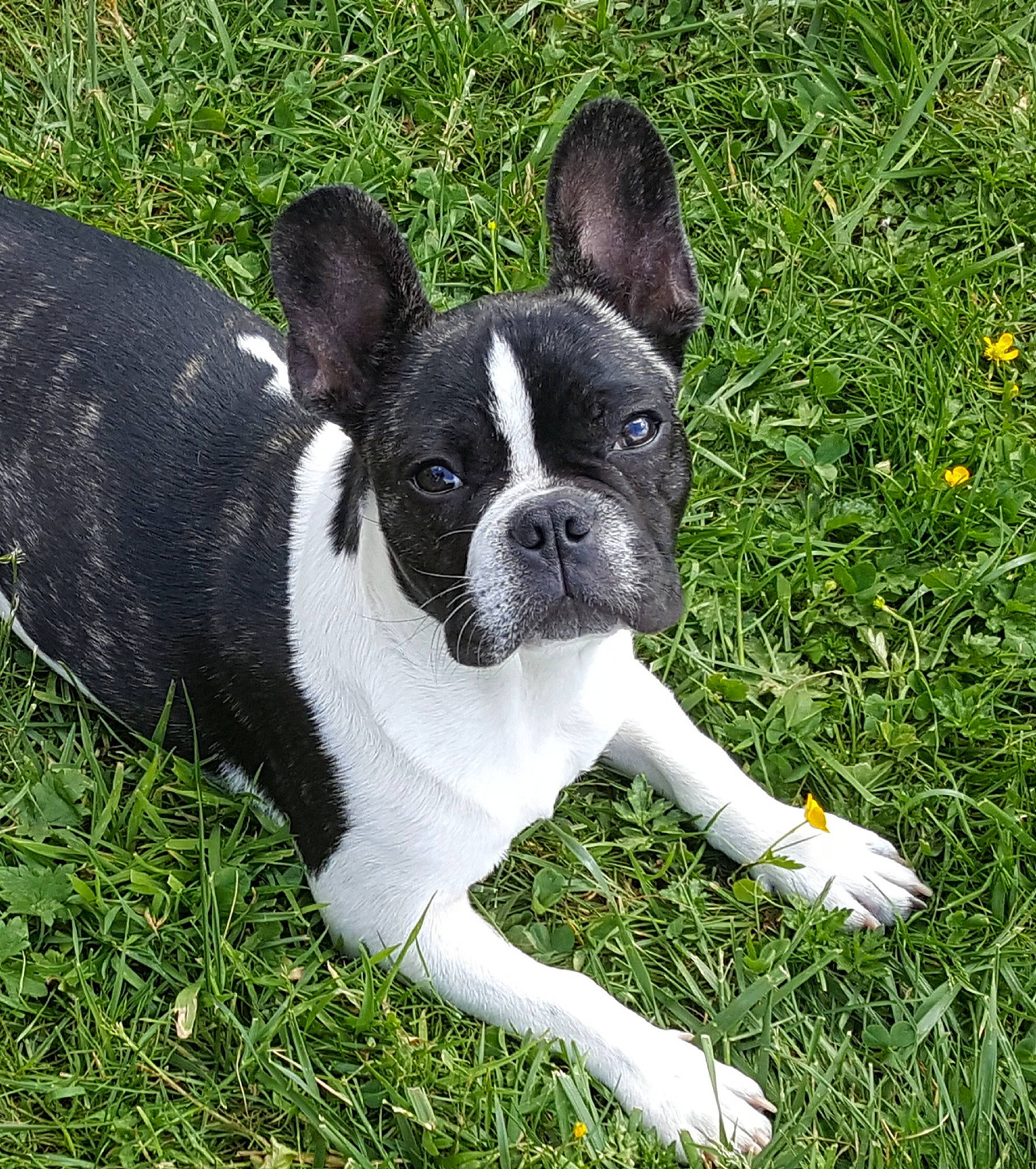 Gus a rejoint le concours — aidez-le/la à gagner de superbes lots ! ancient_dog_breeds, boston_terrier, canidae, carnivore, companion_dog, dog, dog_breed, fawn, french_bulldog, grass, mammal, molosser, non_sporting_group, plant, puppy, rare_breed_dog, snout, sporting_group, toy_bulldog, vertebrate