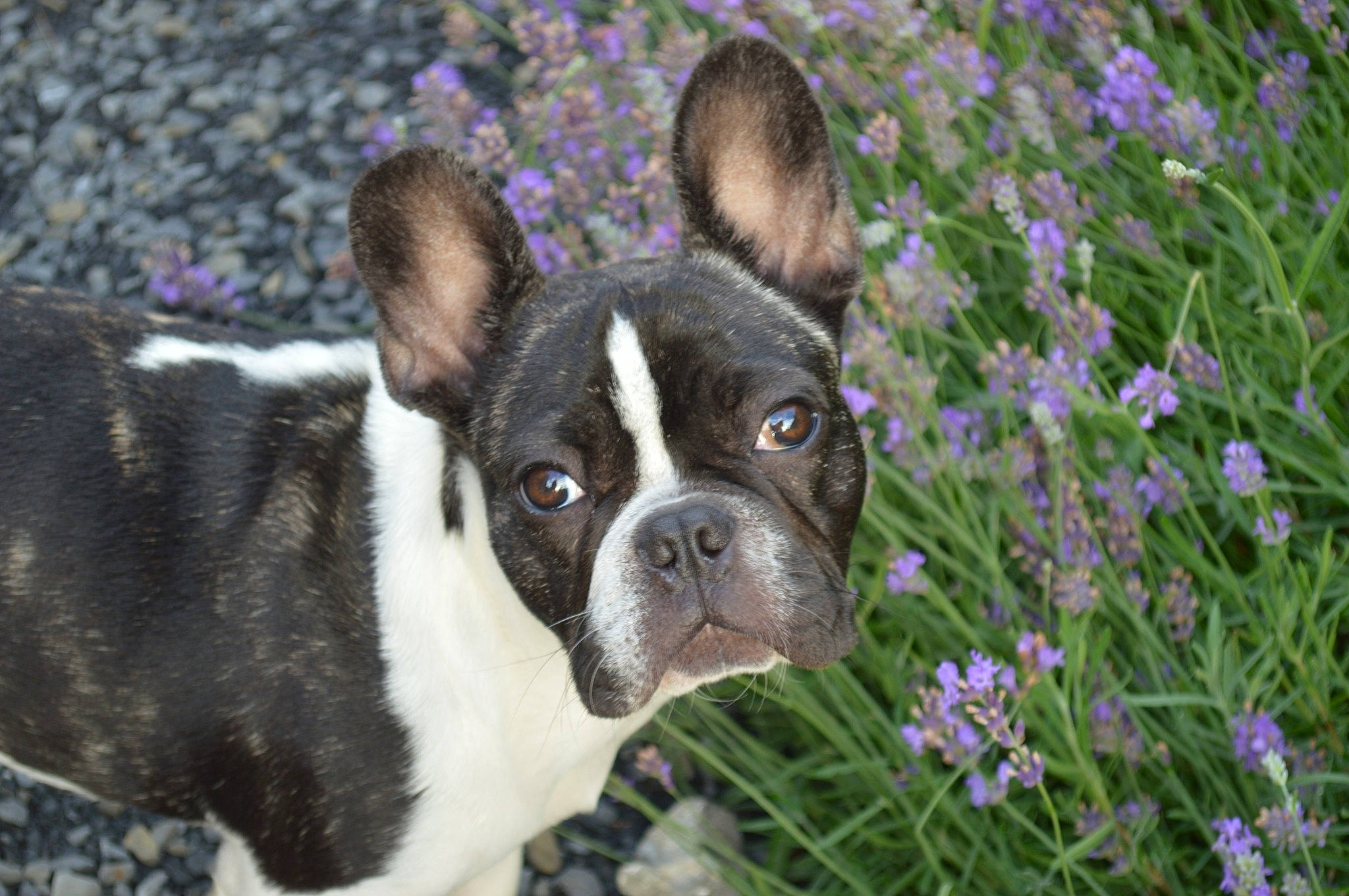 Gus a rejoint le concours — aidez-le/la à gagner de superbes lots ! boston_terrier, bulldog, canidae, carnivore, companion_dog, dog, dog_breed, fawn, flower, french_bulldog, grass, mammal, non_sporting_group, plant, puppy, rare_breed_dog, snout, sporting_group, toy_bulldog, vertebrate