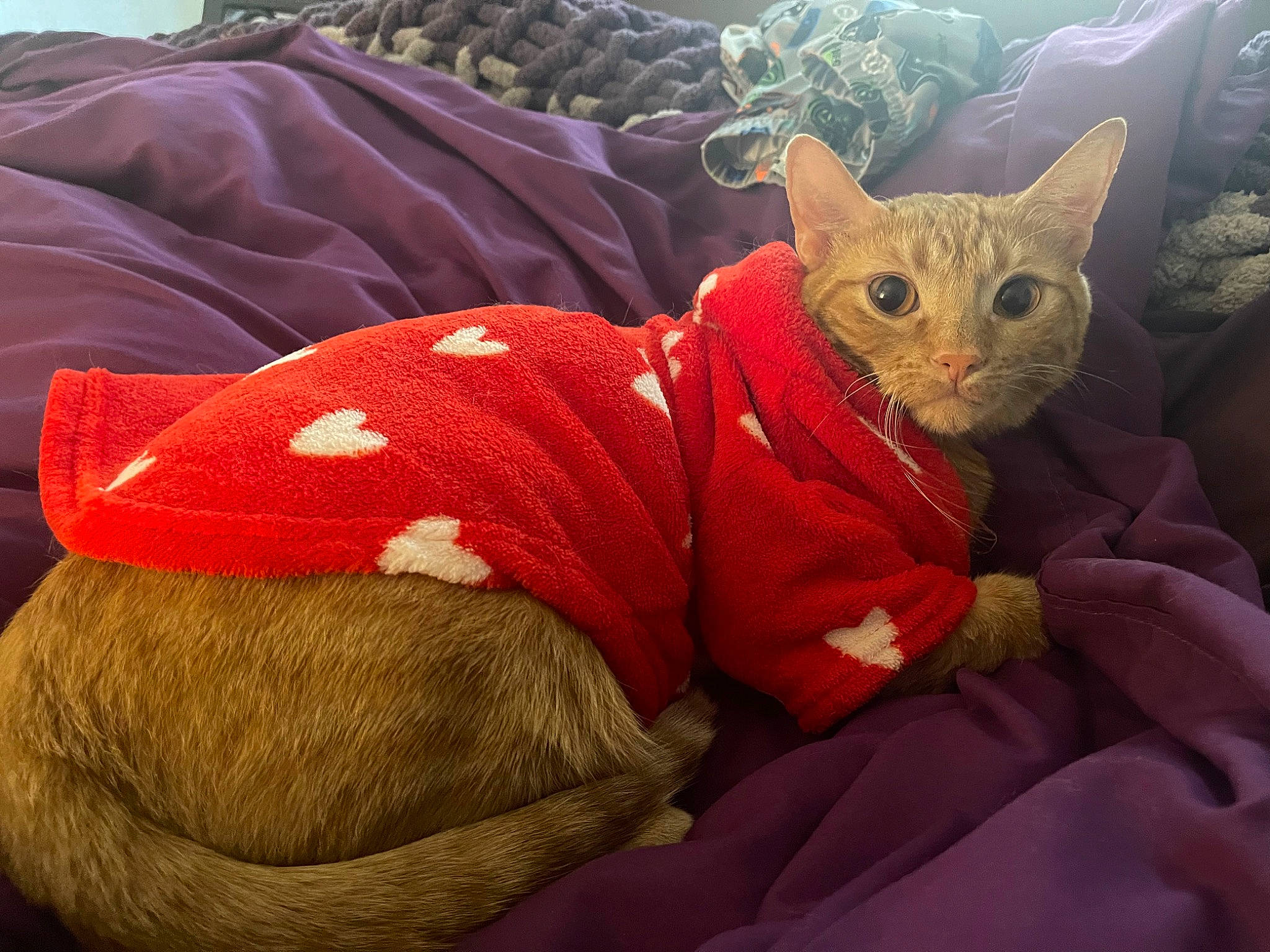 Jäger is registered to the contest to win money with this photo: carmine, carnivore, cat, comfort, couch, domestic_short_haired_cat, fawn, felidae, fur, human_leg, lap, linens, nap, paw, small_to_medium_sized_cats, snout, tail, textile, whiskers, wool