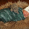 Grayson joined the competition — help win amazing prizes! newborn, baby, swaddled, blanket, personalized, hat, sleeping, plush_toy, hippopotamus, fluffy_rug, wooden_floor, cozy, peaceful, indoor, portrait, infant, cute, soft_texture, resting, child