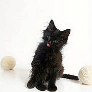 Misu joined the competition — help win amazing prizes! adorable, animal, black_cat, curious, cute, ears, fluffy, fur, furry, indoor, kitten, pet, playful, sitting, small, tail, tongue_out, whiskers, white_background, young