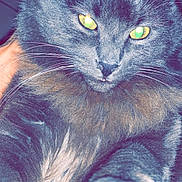 Minou participe au concours pour gagner de l'argent avec cette photo : abyssinian, angora, animal, blackcat, cat, kitten, manx, pet