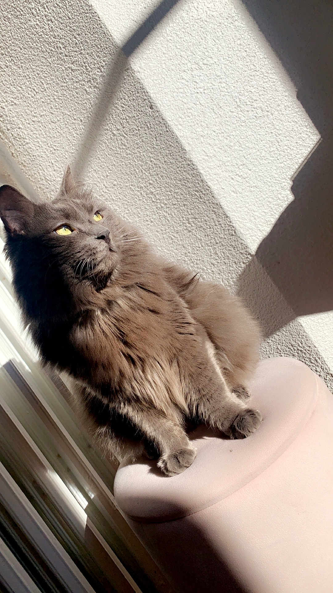 Minou a rejoint le concours — aidez-le/la à gagner de superbes lots ! abyssinian, angora, animal, armchair, blackcat, cat, chair, couch, curtain, cushion, furniture, hardwood, homedecor, indoors, kitten, manx, pet, siamese, windowshade, wood