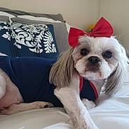 Kira joined the competition — help win amazing prizes! animal, bed, bow, clothing, comfort, curious, cute, dog, ears, eyes, face, fur, home, indoor, nose, pet, pillow, resting, small_dog, white_fur