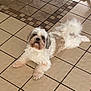 Kira is registered to the contest to win money with this photo: animal, companion, curious, cute, dog, domestic, floor, fluffy, fur, indoor, laying, looking_up, paw, pet, relaxed, small_dog, tail, tan, tile, white