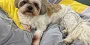 Kira is registered to the contest to win money with this photo: bed, blanket, cage, carpet, cozy, cute, dog, doll, fur, furniture, household, indoor, pet, pillow, relaxing, resting, small_dog, toy, white_dog, wooden_chair