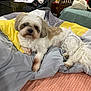 bed, blanket, cage, carpet, cozy, cute, dog, doll, fur, furniture, household, indoor, pet, pillow, relaxing, resting, small_dog, toy, white_dog, wooden_chair