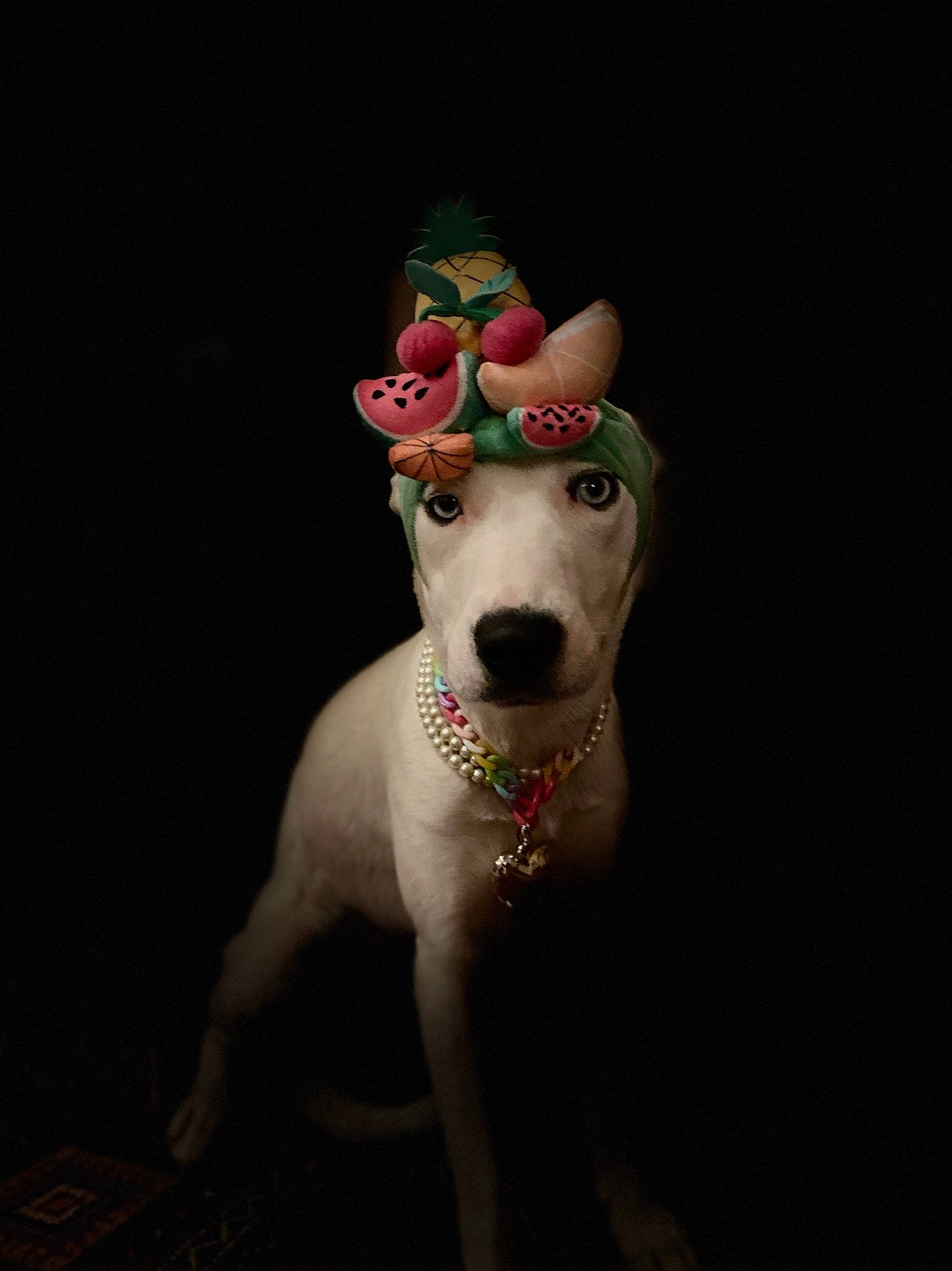 Billie is registered to the contest to win money with this photo: animal_figure, carnivore, companion_dog, darkness, dog, dog_breed, dog_supply, event, fashion_accessory, fashion_design, fawn, fictional_character, fur, jewellery, reindeer, sleeve, tail, whiskers, wood, working_animal