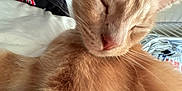 Pinky joined the competition — help win amazing prizes! cat, orange_cat, sleeping, close_up, fur, whiskers, pet, domestic_animal, indoor, relaxed, face, nose, ears, soft, cute, animal, feline, resting, cozy, home