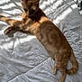 Pinky joined the competition — help win amazing prizes! cat, ginger_cat, bed, white_bedspread, sunlight, shadow, striped_light, indoor, pet, animal, relaxed, lying_down, fur, whiskers, ears, tail, cozy, quiet, domestic, resting