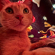 Pinky joined the competition — help win amazing prizes! cat, orange_cat, close_up, feline, pet, indoor, bed, blanket, cozy, warm_lighting, whiskers, curious, fur, animal, cute, relaxed, resting, portrait, star_pattern, soft_texture