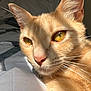 Pinky joined the competition — help win amazing prizes! cat, ginger_cat, close_up, whiskers, golden_eyes, bed, blanket, sunlight, indoor, pet, feline, fur, portrait, resting, cozy, animal, cute, domestic_cat, sleepy, warm_light