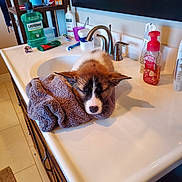 Flap Jack joined the competition — help win amazing prizes! bottle, carnivore, cat, comfort, countertop, fawn, felidae, floor, flooring, furniture, hardwood, interior_design, kitchen, plumbing_fixture, sink, small_to_medium_sized_cats, table, tap, window, wood