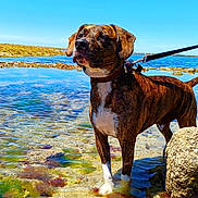 Sherkan participe au concours pour gagner de l'argent avec cette photo : animal, aquatic_plants, blue_sky, brindle, canine, clear_water, coast, daytime, dog, landscape, leash, nature, outdoor, pet, rocks, shallow_water, standing, summer, sunlight, water