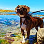 animal, aquatic_plants, blue_sky, brindle, canine, clear_water, coast, daytime, dog, landscape, leash, nature, outdoor, pet, rocks, shallow_water, standing, summer, sunlight, water