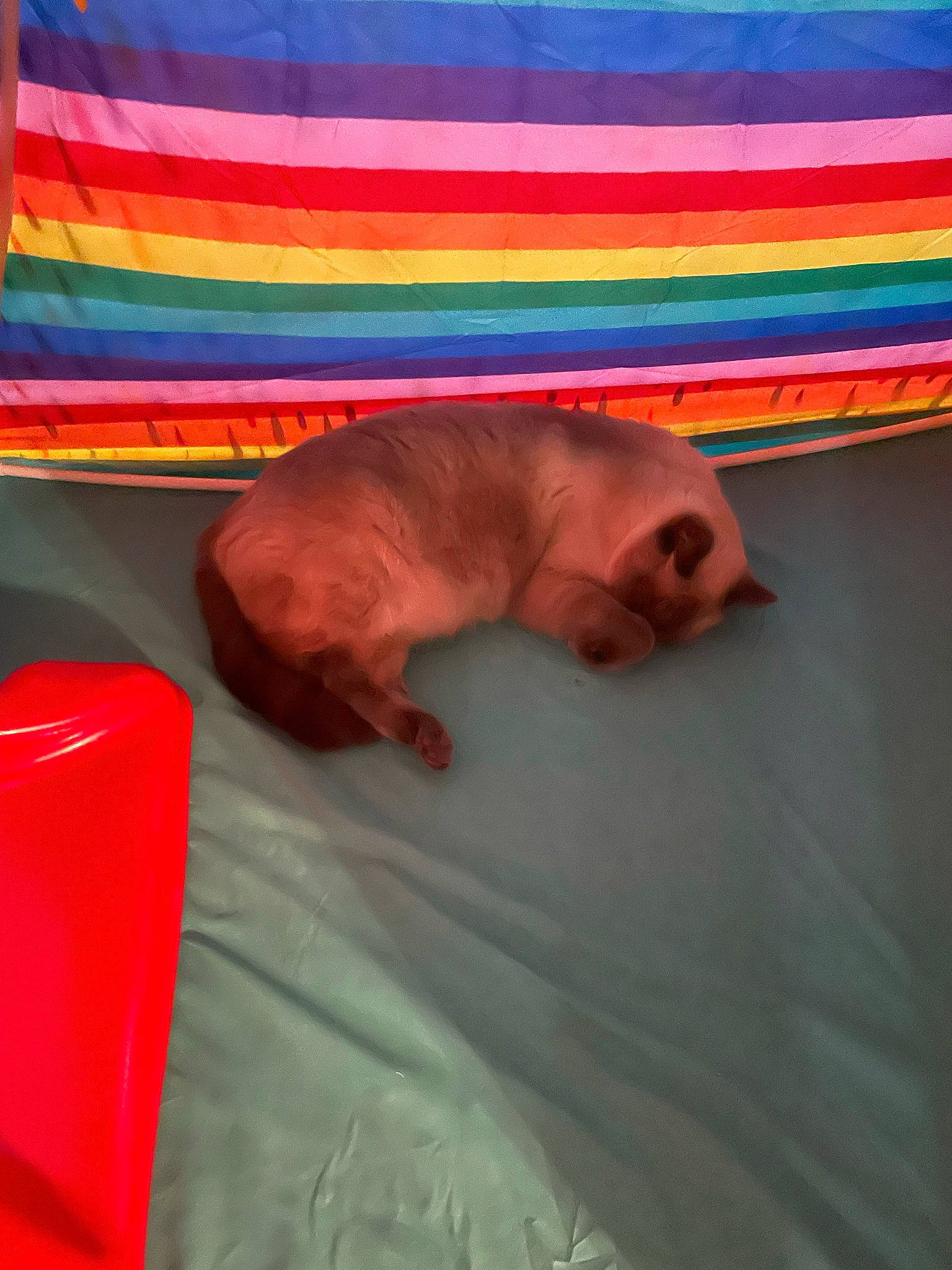 Kash joined the competition — help win amazing prizes! canidae, carnivore, comfort, companion_dog, dog, dog_breed, fawn, felidae, flooring, fun, linens, liver, orange, small_to_medium_sized_cats, snout, sporting_group, tail, textile, toy, working_animal