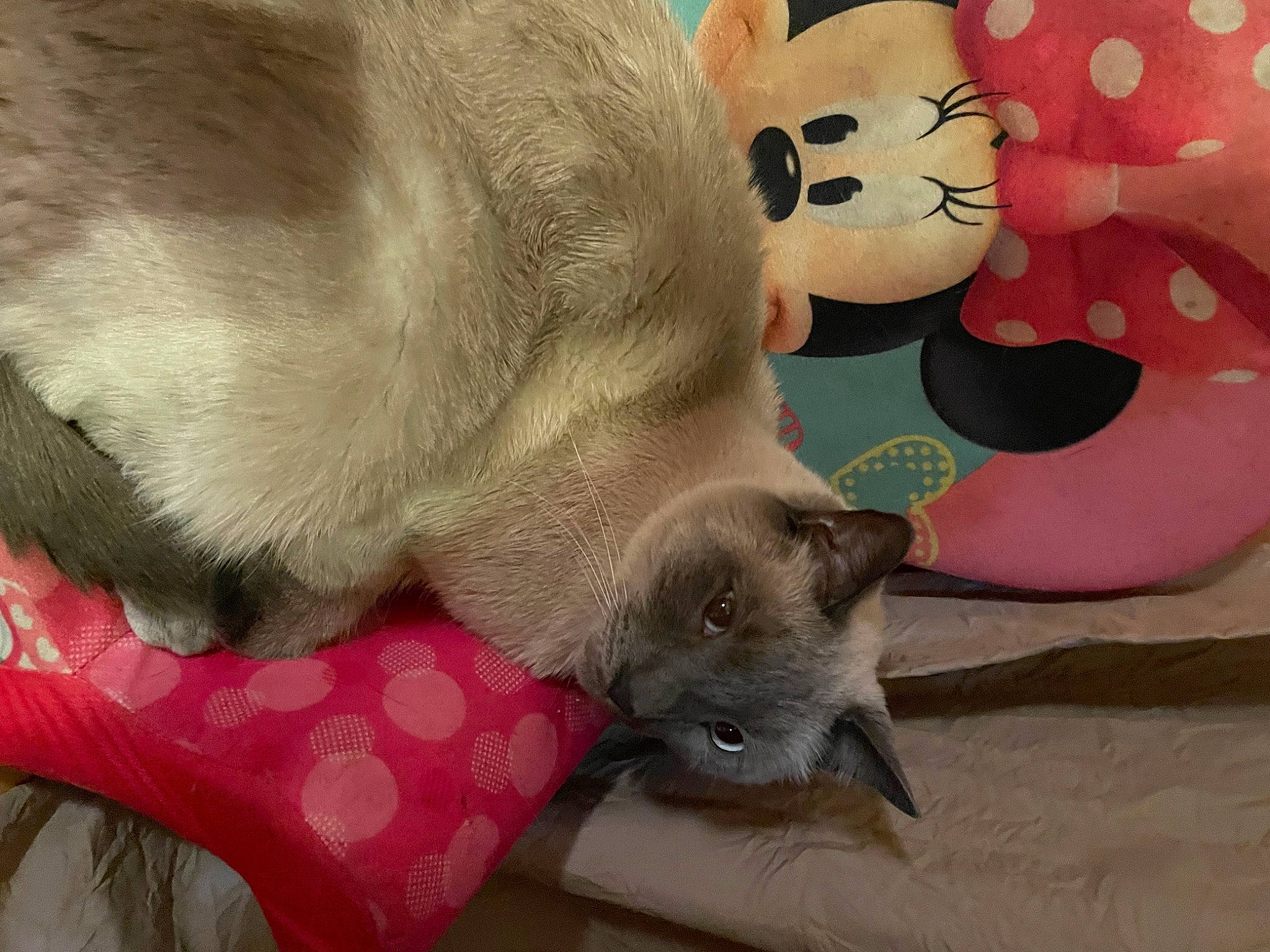 Kash is registered to the contest to win money with this photo: balinese, carnivore, cat, cat_supply, claw, comfort, domestic_short_haired_cat, fawn, felidae, fur, paw, pet_supply, siamese, small_to_medium_sized_cats, snout, tail, thai, toy, whiskers